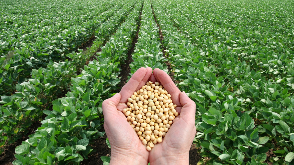 Nutrition Facts and Health Effects of Soyabean..