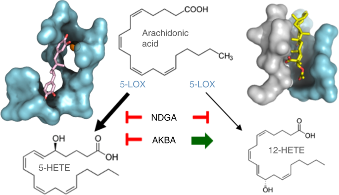 How to eliminate Anti-nutritional substance from Soya Lipoxygenase and heamagly finins.
